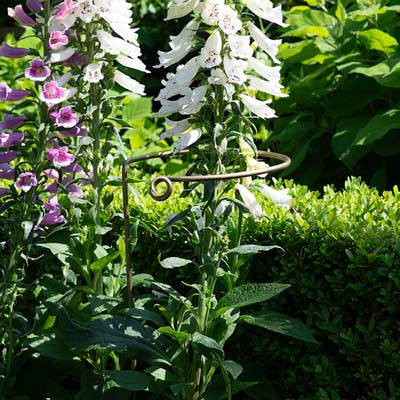 Hoop Plant Support