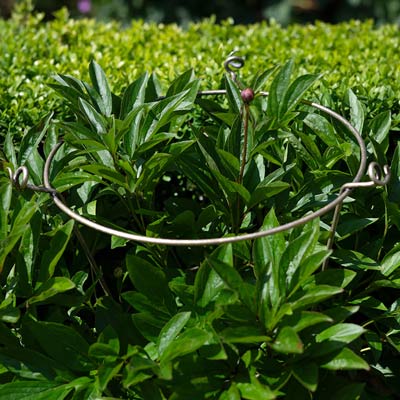 Peony Plant Support