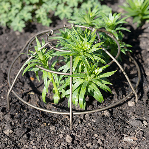 Small Plant Cage