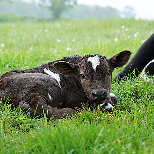 Calf at the farm